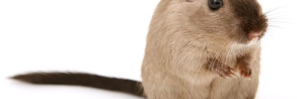 deratisation deratisation